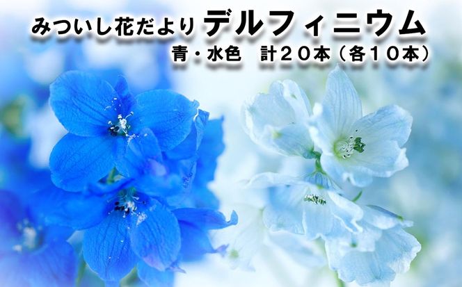 ＜ 2026年6月より発送 ＞  生花 みついし花だより デルフィニウム 青 水色 計 20本 (各10本) スプレータイプ  ＜ 予約受付 ＞