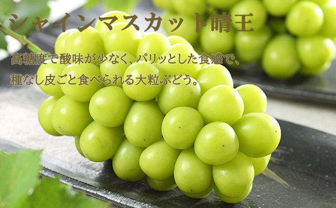 桃 ぶどう 2026年 先行予約 岡山 白桃 ロイヤル 2玉×約300g（3Lサイズ、早生種・中生種）シャイン マスカット 晴王 1房約600g  詰め合わせ 岡山県産 フルーツ 