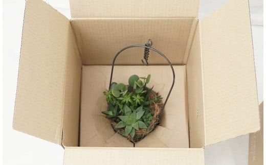 多肉植物６種【令和元年 農林水産大臣賞受賞】ブリキバケツ型室内用の鉢植えインテリア プレゼント ギフト 癒し H195-005