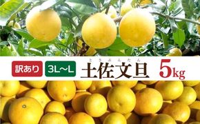 【先行予約】土佐文旦 文旦 訳あり 大玉入り 5kg 5キロ 3L～L 〈2027年2月～発送〉ぶんたん  フルーツ  みかん 果物 く 柑橘類   ご自宅用 お取り寄せ 国産【松岡ぶんたん園】