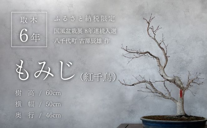 【ふるプレ限定品】【限定】【一点物】【国風盆栽展入選】 山もみじ もみじ （紅千鳥）作家 古澤辰雄 氏