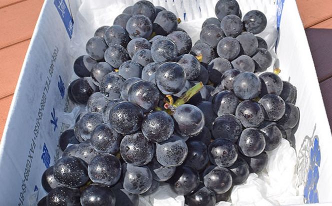 【2026年9月発送】巨峰約1kg ぶどう 長野県産