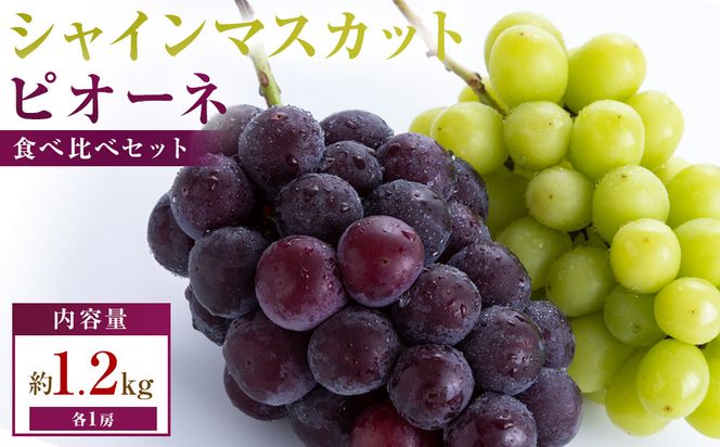 人気の2品種　シャインマスカット+ピオーネ食べ比べセット　約1.2kg(各1房) 372013_T006-826J