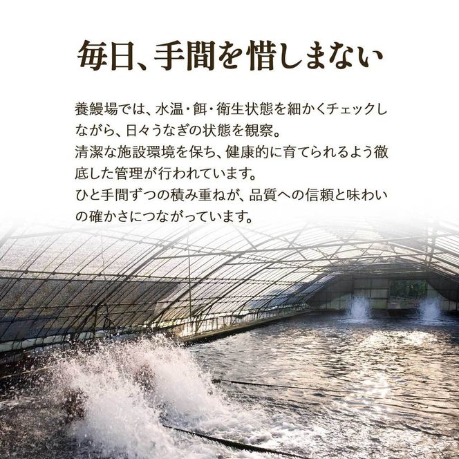 ふるさと納税限定　鹿児島県大崎町産 国産 うなぎ長蒲焼 2尾 計320g以上 | 鰻 うなぎ蒲焼き うな重 ひつまぶし ウナギ 蒲焼 人気 おすすめ 鹿児島 大隅半島 DU001　 464686_DU001