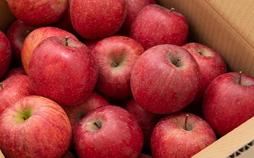 FYN6-405 ≪2025年先行予約≫ ご家庭用 山形県産 品種おまかせ りんご 赤色系 5kg 2025年10月上旬から順次発送 果物 くだもの フルーツ 林檎 リンゴ アップル 秋果実 生産者支援 農業者支援 支援品 自宅用 家庭用 訳アリ ワケアリ 山形県 西川町 月山