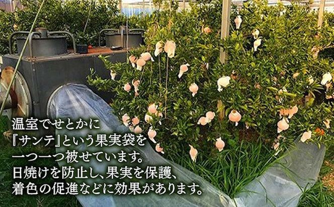 化粧箱 柑橘の大トロ ハウス せとか 厳選 大玉 7玉入  BS106