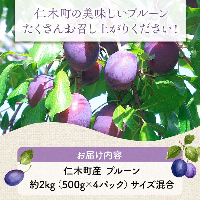 [先行受付] 9月お届け 北海道 仁木産 フレッシュ プルーン 約2kg （サイズ混合）品種 おまかせ 果物 くだもの フルーツ [峠のふもと　紅果園]