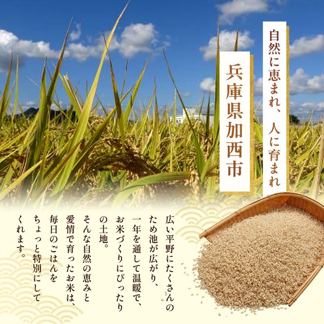 米 令和8年産 神大のおこめ（特別栽培米ヒノヒカリ）玄米30kg お米