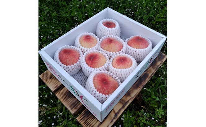 【2026年先行予約】 桃 岡山県産 ご家庭用 はなよめ（ 白桃 ）（光センサー選別） 約2kg（8～11玉） 千年仙果園 《2026年6月中旬-下旬頃出荷》 岡山 スイーツ フルーツ 果物 先行予約 数量限定 期間限定 岡山 里庄町