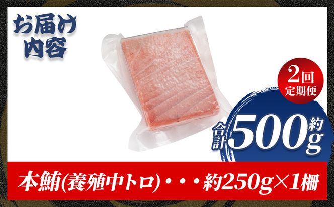 中トロ 定期便 2回 約250g 1冊 養殖 本マグロ 合計500g-  鮪 まぐろ 中とろ 寿司 刺身 さしみ 海鮮丼 漬け丼 カルパッチョ おつまみ 新鮮 海産物 魚介 海の幸 オオジ 高知県 香南市 冷凍 Woo-0027