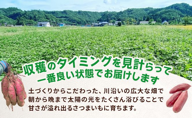 さつまいも 約5kg ふくむらさき 加工用 大きいサイズ サツマイモ 宮城県産 甘い 秋 冬 スイーツ いも 産地直送 宮城県 大河原町