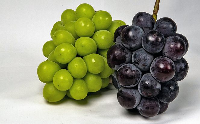 ぶどう 2026年 先行予約 果物 詰合せ ニュー ピオーネ 1房（1房470g以上）シャイン マスカット 晴王 1房（1房470g以上） 化粧箱入り 岡山県産 国産 フルーツ ギフト  果物類 