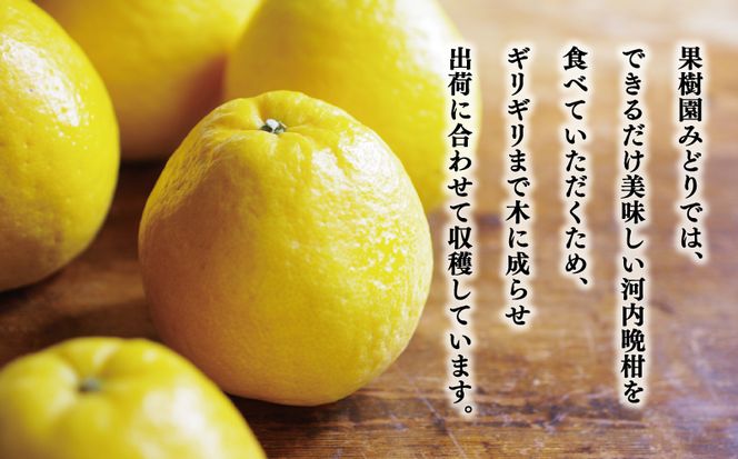 贈答用 河内晩柑 樹齢 30年以上 7.5kg （ サイズ ミックス ） 13000円 みかん mikan 蜜柑 ミカン かわちばんかん 愛南ゴールド あいなん ゴールド 文旦 派生 グレープフルーツ 和製 産地直送 国産 農家直送 期間限定 数量限定 特産品 ゼリー ジュース アイス 等に 人気 さわやか 甘い フルーツ 果物 柑橘 ギフト プレゼント 小玉 含む 果樹園みどり 愛南町 愛媛県