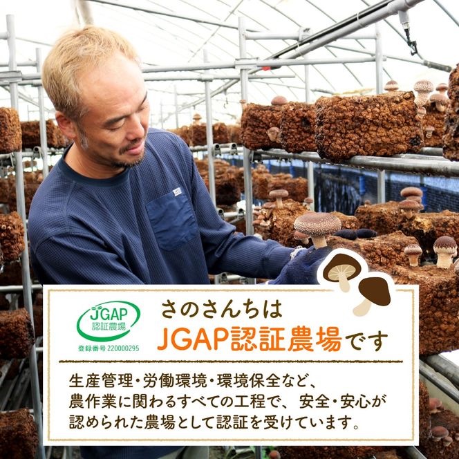 訳あり 生 しいたけ 富富（とむとむ）約1kg さのさんち 椎茸 シイタケ 肉厚 ジューシー きのこ 静岡県 藤枝市 人気 野菜 旬 安心 安全 JGAP認証農場