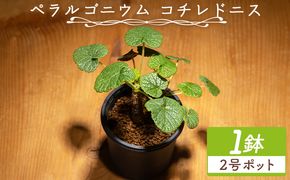 塊根植物 コチレドニス ペラルゴニウム - 物 常緑種 インテリア ナチュラル 自然 グリーン 観葉植物 おしゃれ 癒し かわいい 多肉植物 塊根植物 サキュレントフィールド Succulent field 高知県 香南市 常温 cc-0012