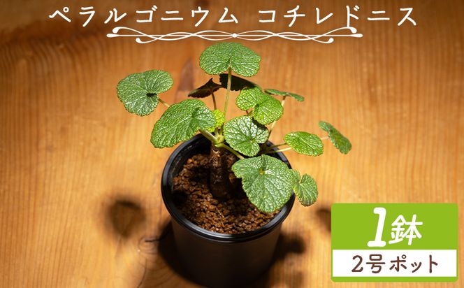塊根植物 コチレドニス ペラルゴニウム - 物 常緑種 インテリア ナチュラル 自然 グリーン 観葉植物 おしゃれ 癒し かわいい 多肉植物 塊根植物 サキュレントフィールド Succulent field 高知県 香南市 常温 cc-0012