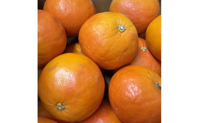 【先行予約】 セミノールオレンジ 約5kg ジューシー柑橘 和歌山県産