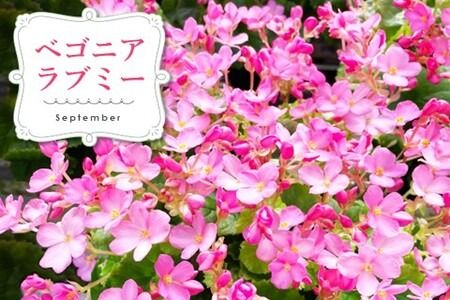 【先行受付9月より発送 数量･期間限定】鉢花 3回定期便 (9月・11月・1月お届け)【鉢花 ふるさと納税 定期便】(H069117)