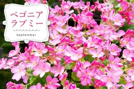 【数量限定】鉢花 3回定期便 (9月・11月・1月お届け) 【鉢花 ふるさと納税 定期便】(H069117)