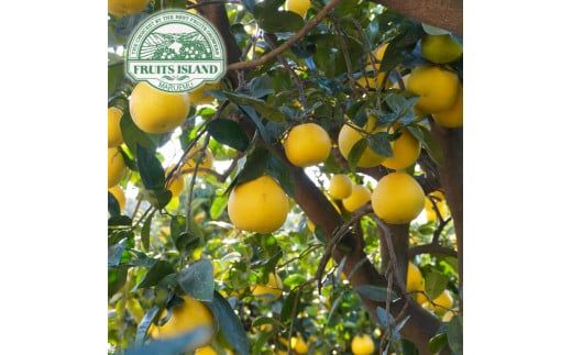 先行予約 訳あり 美生柑 みしょうかん 約10kg 河内晩柑 不揃い 大小ミックス 傷あり ばんかん フルーツ 果物 くだもの 文旦 晩生柑 厳選 愛媛 みかん 蜜柑 愛南 ご当地 ブランド 