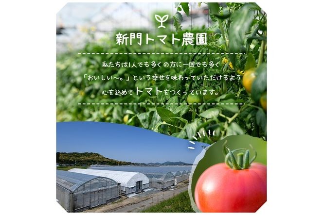 ＜先行予約受付中！2026年2月から順次発送予定＞ひなたのとまと(計3.3kg・1.1kg×3箱)トマト フルーツトマト 糖度 9度 以上 野菜 旬野菜 冷蔵 門川町産【A-5】【新門トマト農園】