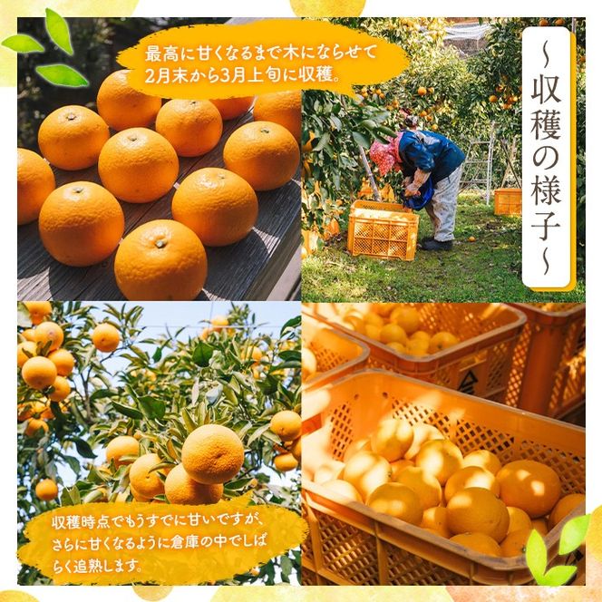 ＜先行予約受付中！2026年4月上旬以降順次発送予定＞数量限定！鹿児島県産 清見 (20個・2L) 柑橘 フルーツ 果物 国産 みかん 期間限定 きよみ キヨミ ミカン【株式会社イロドリ】akn069-09