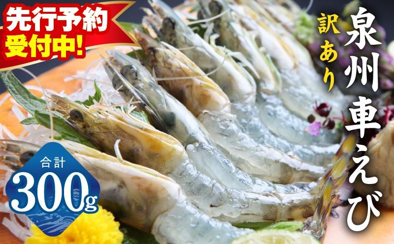 [先行予約]泉州車えび 300g[訳あり TVで紹介! サイズ不揃い 生食可 海鮮 車海老 車エビ 海老 えび エビ 刺身 産地直送 急速冷凍 鮮度抜群]