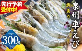 G2185 【先行予約】泉州車えび 300g【訳あり TVで紹介！ サイズ不揃い 生食可 海鮮 車海老 車エビ 海老 えび エビ 刺身 産地直送 急速冷凍 鮮度抜群】