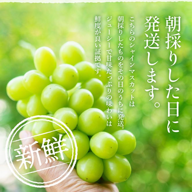 【令和8年産】シャインマスカット 3～4房 セット 約2kg ぶどう 種無し 皮ごと 兵庫県産 大粒 農家直送 果物 果物類 フルーツ デザート ブドウ 詰め合わせ 甘い 粒 糖度
