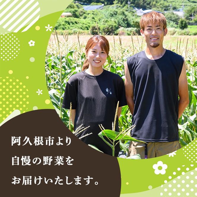 ヤングコーン (50本) 国産 野菜 ヤングコーン 鹿児島県産 阿久根市産 天ぷら フライ 中華炒め 肉巻き 【うとさんち】akn067-18