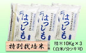 特別栽培米 【 令和8年産 】 精米 30kg（白米/5分/7分ツキ可）【 ハツシモ 】玄米は別に出品