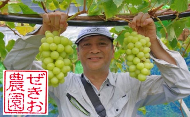 シャインマスカット 2kg 3房～5房 葡萄 フルーツ 岡山 高梁市産 ぜきお農園 ぶどうclub 2026年 先行予約