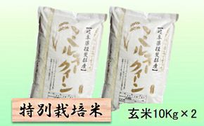 特別栽培米 【 令和8年産 】 玄米 20kg【 ミルキークイーン 】