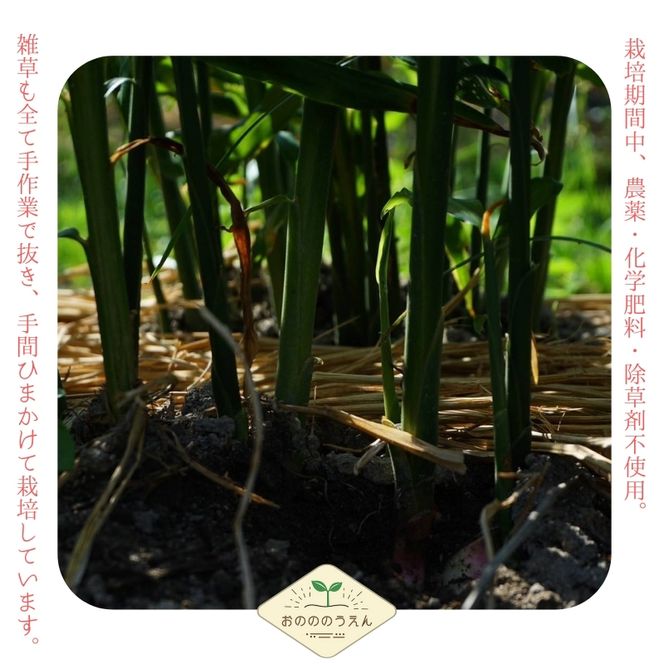 【2026年発送分予約】京都府産　新生姜 4kg 栽培期間中 農薬 化学肥料 除草剤不使用 生姜 しょうが 酢漬け 薬味 野菜 紅茶 ガリ チューハイ 健康 国産 おつまみ