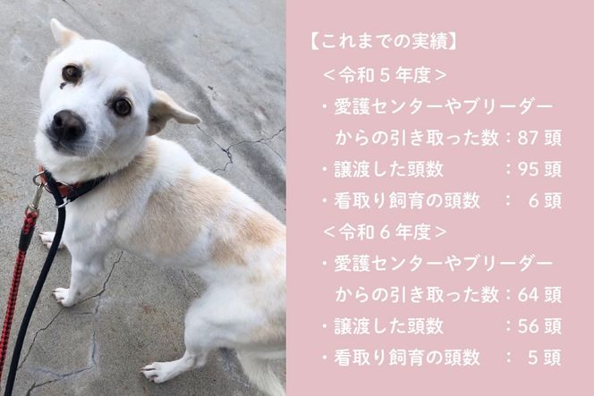 犬猫保護活動への支援 1万円 [NPO法人セブンデイズ 福岡県 筑紫野市 21761490] 保護 動物 犬 猫 犬猫 保護犬 支援 応援 イヌ ネコ いぬ ねこ ペット動物愛護 愛護 保護活動