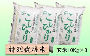 特別栽培米 【 令和8年産 】 玄米 30kg【 コシヒカリ 】