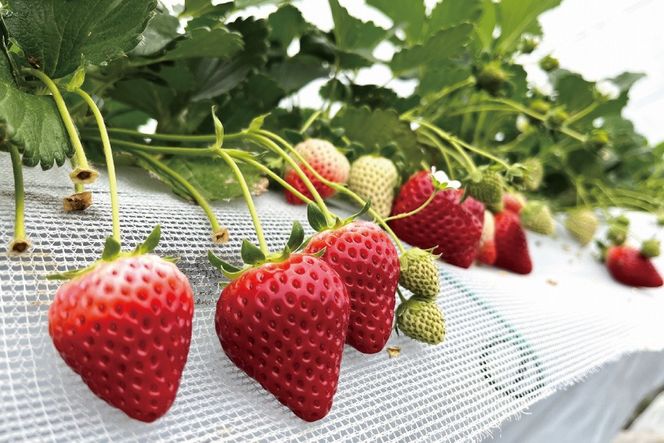 藤井悦雄さん生産の いちご 4パック【お届け：2027年1月中旬～3月末】 [ フルーツ 果物 イチゴ 苺 ] 