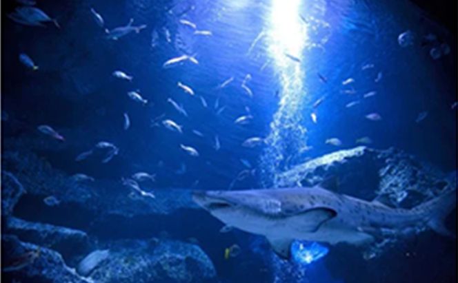 チケット 東京 すみだ水族館 年間パスポート引換券 大人2名  ペアチケット 入場券 優待券 年パス 旅行 SKYTREE 