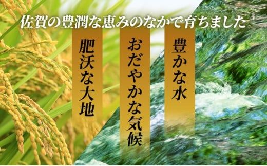 【選べる内容量/配送月】特A評価 令和7年産 さがびより 特A評価 5kg～20kg | 米 白米 令和7年産 佐賀県産 5kg 10kg 15kg 20kg 精米 ブランド米 新米 お取り寄せ ごはん 人気 高評価 九州米 食味ランキング ギフト 家庭用