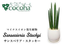 マイナスイオン発生植物『 サンスベリア ・ スタッキー 』 糸島市 / cocoha [AWB025] サンセベリア マイナスイオン 観葉植物 ギフト グリーン 鉢 贈り物 プレゼント