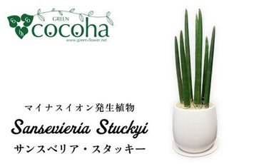 マイナスイオン発生植物『 サンスベリア ・ スタッキー 』 糸島市 / cocoha [AWB025] 観葉植物 インテリア