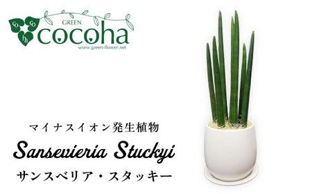 マイナスイオン発生植物『 サンスベリア ・ スタッキー 』 糸島市 / cocoha [AWB025] サンセベリア マイナスイオン 観葉植物 ギフト グリーン 鉢 贈り物 プレゼント