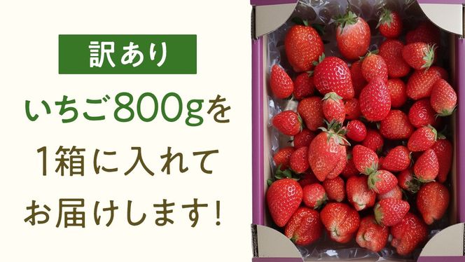 【 先行予約 】 訳あり いちご いばらキッス 800g 《 2026年2月以降発送 》 苺 果物 くだもの フルーツ 不揃い ジャム （茨城県共通返礼品／常陸太田市） [ES015us]