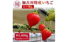 兵庫加古川(小林農園)特産いちご 4パック[1月中旬より順次発送]《 苺 いちご 期間限定 よつぼし フルーツ 果物 》【2401C09502】