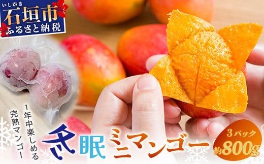 [2026年7月以降発送]最高糖度20度!? 完熟!石垣島産冬眠ミニマンゴー [ 沖縄 石垣 数量限定 フルーツ ミニ マンゴー 冷凍 完熟 真空 ]TF-18-1_R8