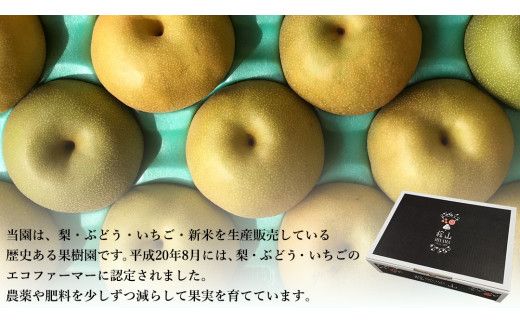【 先行予約 】茨城県産 『幻の梨』 秀玉 約 3kg 7玉～9玉 ( 茨城県共通返礼品 : 常陸太田市 ) 【 2024年 9月上旬頃より発送 】 フルーツ 果物 国産 日本産 梨 ナシ なし 和梨 期間限定 数量限定 [EN005us]