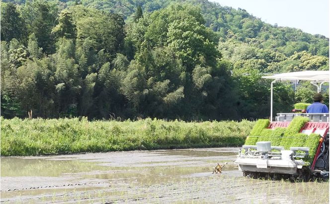 大切な方へ贈る、生まれた時の重さの「体重米」　冷めてもモチモチ「コシヒカリ」　出産祝い お祝い 米 ギフト プレゼント 京都府 宮津市