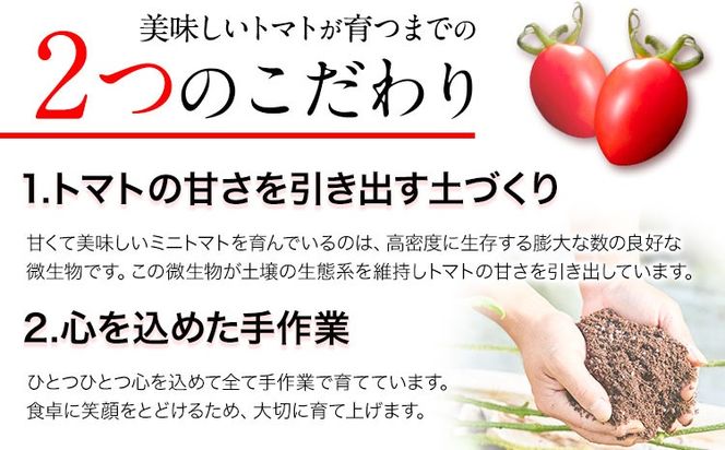 トマト とまと 高糖度トマト ZEPPIN PRM(プレミアム) 2kg 《120日以内に出荷予定(土日祝除く)》甘い トマト フルーツトマト ミニトマト 野菜 フルーツ ハウス フルーツ感覚 甘い おいしい---B-138a---