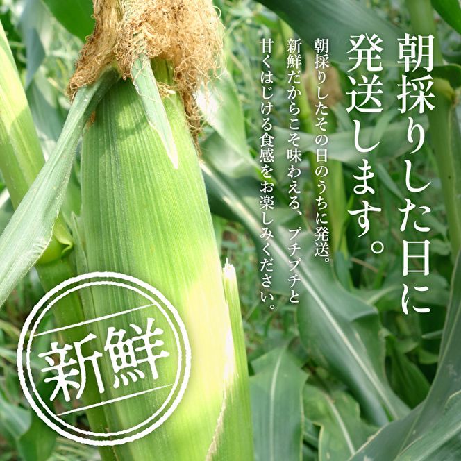 朝どり とうもろこし 20本（8kg前後）よしよし畑 農家直送
