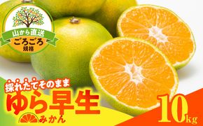 MK1062_【2026先行予約】ゆら早生 みかん 山から直送 箱込 10kg ( 内容量 9.2kg ) 採れたてそのままごろごろ規格 有田みかん 和歌山県産
